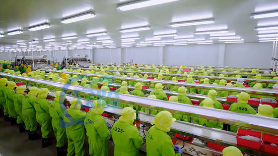 Bon prix Machine de traitement de crevettes stable de 3 kW 10000x1150x1550 mm Pratique en ligne