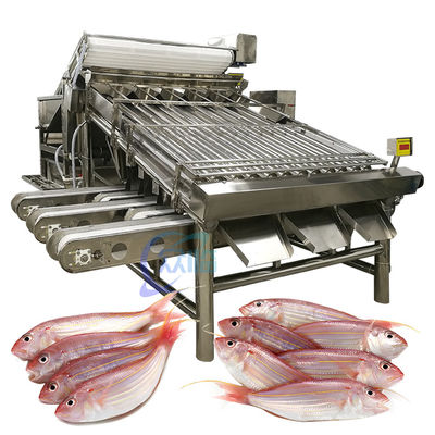 Bon prix Machine de tri du poisson industrielle SUS304, machine de tri des fruits de mer à plusieurs scènes en ligne
