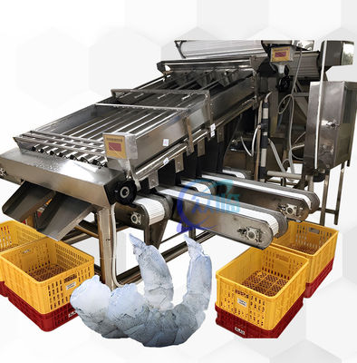 Bon prix Machine de tri des crevettes pour la transformation des fruits de mer 6000x3200x2200 mm Stable en ligne