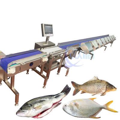 Machine de tri automatique du poids des poissons