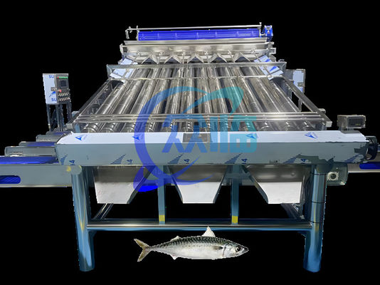 Bon prix Machine de tri des sardines de grande capacité en ligne