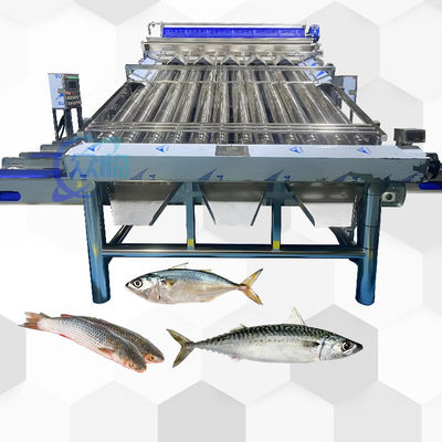 Bon prix Gradeur de rouleaux de poisson à bon effet pour les poissons pélagiques en ligne