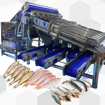 Grande capacité Petite machine de taille de poisson Petite classifiante de poisson Haute stabilité