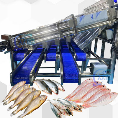 Machine de taille de sardines à grand rendement avec ligne automatique de tri de la sardine à 12 rouleaux