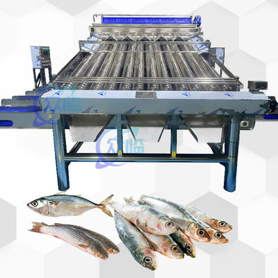 Gradeuse à haute vitesse de poissons en direct avec ligne de tri de poissons en direct de 12 pièces