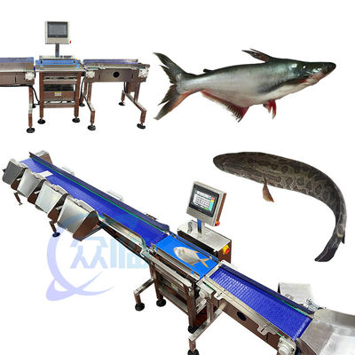 Classificateur de poids de poisson anti-corrosion