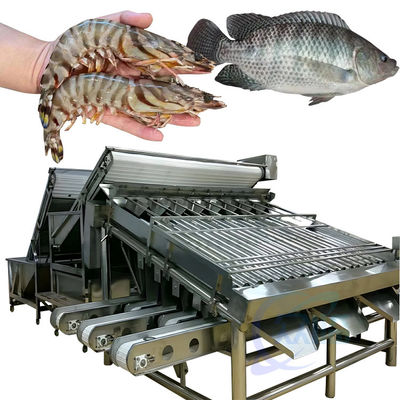 Machine automatique de tri des crevettes pour éplucher les crevettes, laver les crevettes fraîches, tri en roulement des crevettes