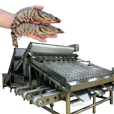 Classificateur de transformation de crevettes de fruits de mer Automatique de pêche rapide Classificateur de taille de crevettes de ligne de production de crevettes