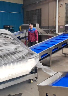 Classificateur de poissons pélagiques de grande capacité de 5 à 10 tonnes par heure pour la ligne automatique de classification des poissons