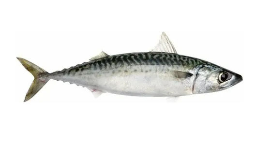 Bon prix Quatre styles automatique ligne de classement des poissons pélagiques et tri des petits poissons équipement en ligne