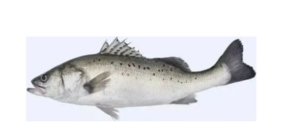 Quatre styles d'équipement automatique de tri du maquereau et de tri des petits poissons