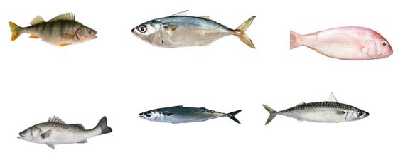 Ligne de classement automatique des poissons professionnels et dimensionnement des autres petits poissons