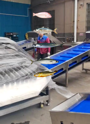 Bon prix La ligne de classement des poissons pélagiques la plus précise et le tri automatique des autres petits poissons en ligne