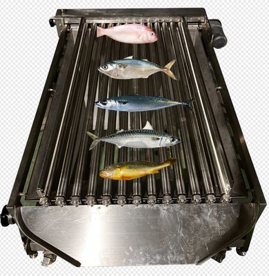 Ligne de classement de poissons de haute qualité de contrôle PLC pour trier les petits poissons avec automatique