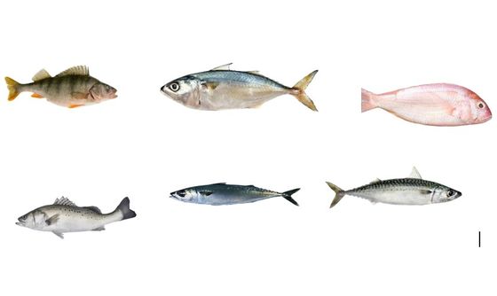 Un ensemble complet de lignes de tri des poissons pour trier de nombreuses espèces de poissons océaniques