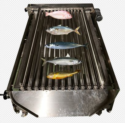 Bon prix Machine automatique de taille de poisson à grande vitesse pour la classification de nombreux types de poissons océaniques en ligne