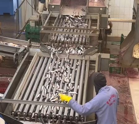 Bon prix 4 modèles de classificateur automatique de poissons et de tri des petits poissons avec 5 à 10 tonnes par heure en ligne