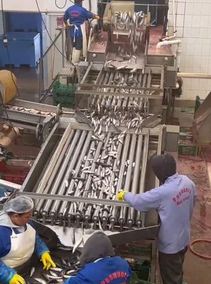 Quatre modèles de ligne automatique de transformation du poisson et de tri du petit poisson avec 5 à 10 tonnes par heure