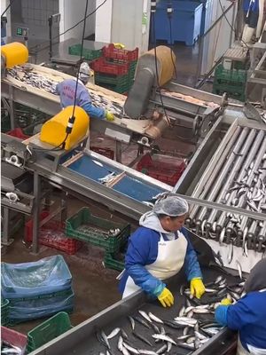 Bon prix Quatre styles machine automatique de tri des sardines et de classement des petits poissons ligne en ligne