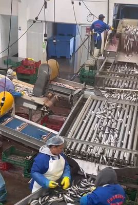 Bon prix Machine automatique de pêche de haute qualité et ligne de tri des petits poissons avec 5 à 10 tonnes par heure en ligne