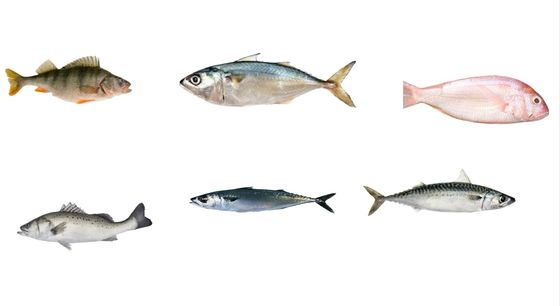Quatre styles de ligne automatique de taille de poisson et de classement de maquereau ligne à grande vitesse