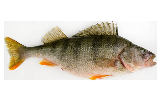 La plupart des styles Automatique de classement du poisson machine et de taille du poisson avec haut stable