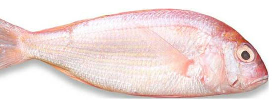 Quatre modèles classificateur automatique de poissons et sorge poissons de l'océan, dimensionnement du maquereau haute qualité