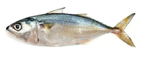 Quatre modèles de machine automatique de classement des poissons et des poissons d'océan de haute qualité