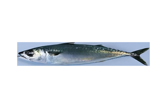 Quatre styles machine automatique de tri du poisson et de classement de la ligne de sardines à grande vitesse