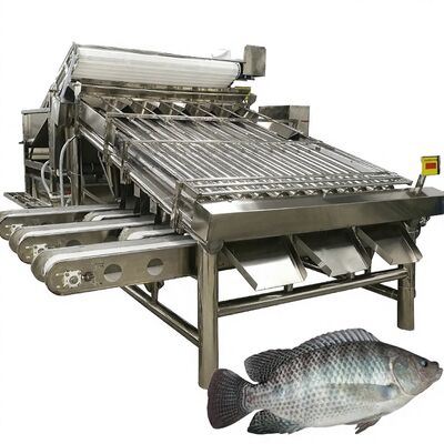 Bon prix Gradeur de tilapia à haut rendement 4,9 kW Sorteur à rouleaux de poisson Maquereau machine de tri du maquereau équipement de dimensionnement à rouleaux pour fruits de mer en ligne