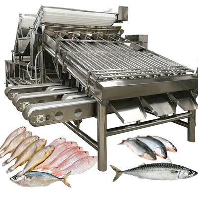 Bon prix Machine de tri automatique à haute vitesse Zolim Saury Gradeur à rouleaux 1 personne Opérateur Petit poisson Equipement de taille de fruits de mer en ligne