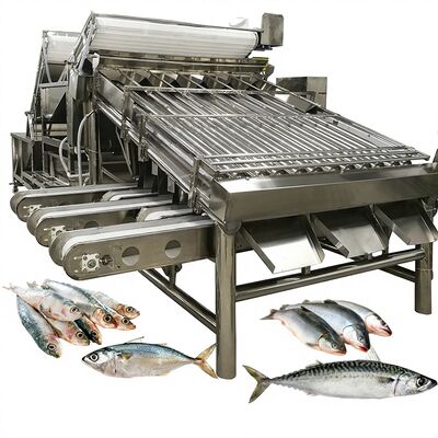 Bon prix Machine automatique de tri et de classement de sardines de grande capacité, avec rouleaux, machine de dimensionnement des poissons, 4,9 kw en ligne