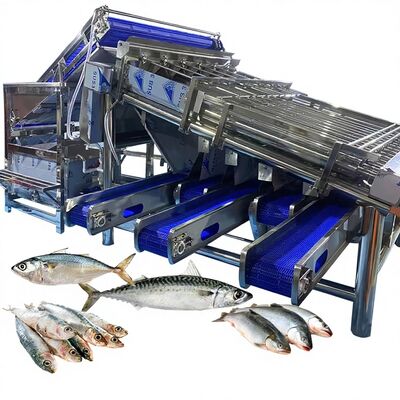 Bon prix Machine de tri en rouleaux étanches pour poissons Machine de tri en maquereau Equipement de tri en poissons de grande capacité pour usine de poissons en ligne