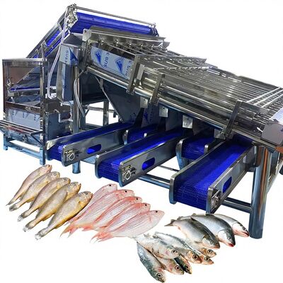 Bon prix Efficace Petite machine de tri des croquettes jaunes Petite classeuse à rouleaux de croquettes jaunes pour les poissons en ligne