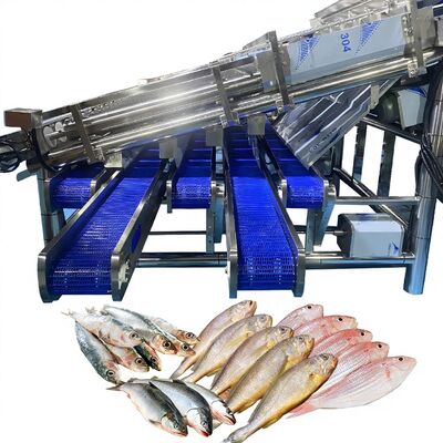 Bon prix Classificateur automatique de poisson à rouleaux 12 pour 4-5 tailles pour les poissons des plantes de poissons Classeur à rouleaux automatique de poissons Classificateur automatique de poissons en ligne