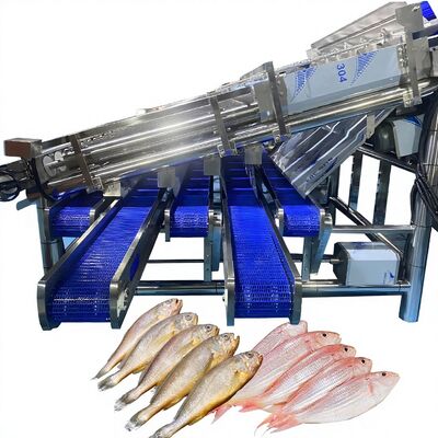 Bon prix Machine de taille de sardines à grand rendement avec 12 rouleaux ligne automatique de tri de la sardine de poisson en ligne