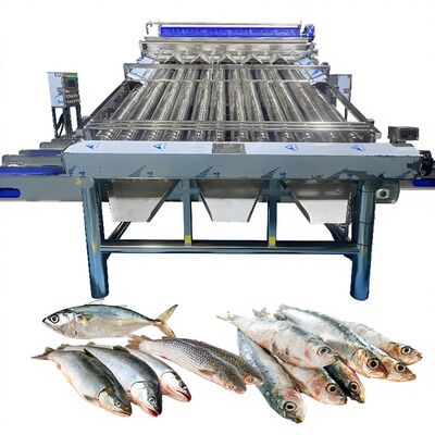 Bon prix 18pcs Roller SS304 Petite machine de tri du poisson Petite ligne de tri du poisson en ligne