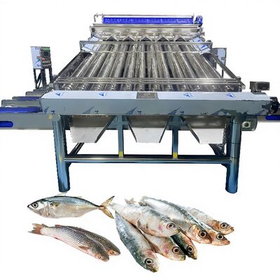 Bon prix Machine de tri de Saury à convoyeur en plastique, Machine de tri de courbine jaune, Machine de classement de poisson Zolim pour niveleuse de poisson d'usine de poisson en ligne