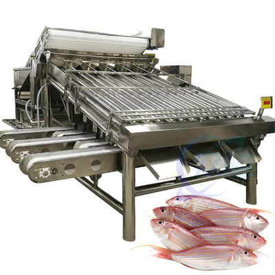 Bon prix Niveleuse à rouleaux de poisson de machine de classement de poisson de capacité élevée 4.9KW 2 T/H ligne de tri de poisson de niveleuse de poisson de mer équipement de dimensionnement de poisson de Zolim en ligne