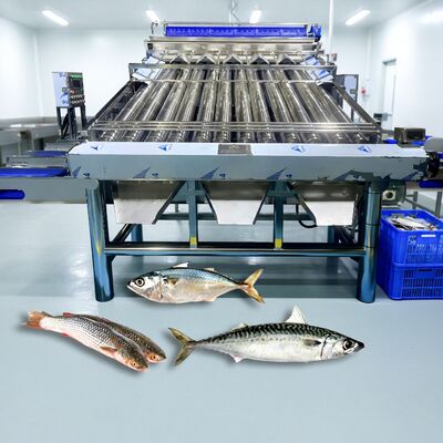 Bon prix Machinette de tri des poissons en acier inoxydable 304 à rouleaux en ligne