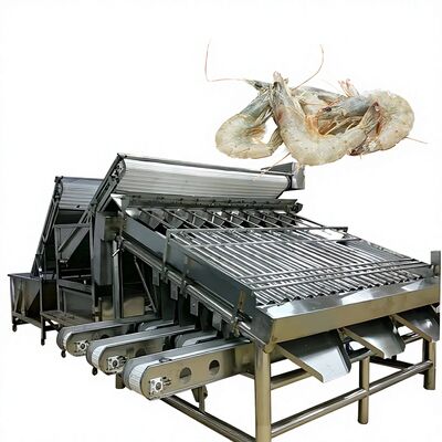 Bon prix SUS304 Machine de tri pratique des crevettes, anti-corrosion Gradeuse de crevettes de grande capacité en ligne