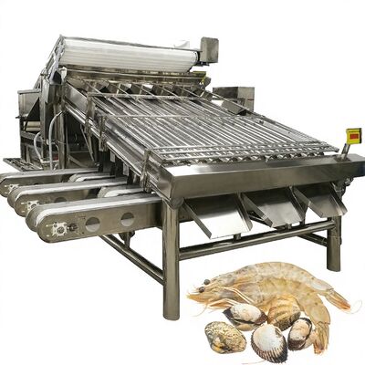 Bon prix Équipement de tri des crevettes en acier inoxydable Stable anti-érosion 4,9 kW Machine de taille des crevettes pour la crevette Automatique de tri des crevettes en ligne