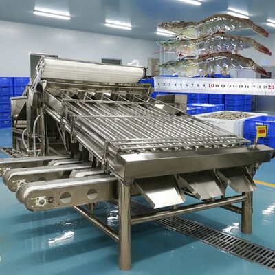 Bon prix Machine de tri des crevettes anti-corrosion Zolim Machine de taille des crevettes Équipement de tri des crevettes 4,9 kW Machine de traitement des crevettes en ligne