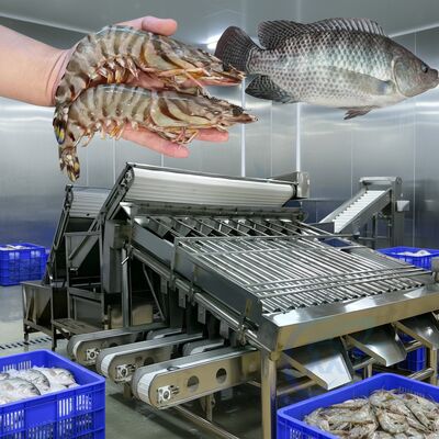 Bon prix Machine de tri des crevettes durable 4,9 kW Machine de tri du poisson pour les plantes de fruits de mer Automatique ligne de taille de crevettes Zolim classificateur de poisson en ligne