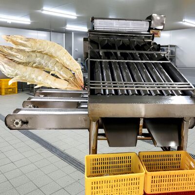 Bon prix Zolim – trieuse de crevettes à rouleau SUS304, 4,9 kw, niveleuse automatique de crevettes, meilleure Machine de calibrage de crevettes pour fruits de mer en ligne