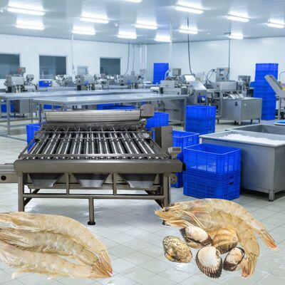 Bon prix Machine de taille de crevettes en acier inoxydable 4,9kw Machine de tri des crevettes pour la transformation des fruits de mer Zolim Machine de tri des crevettes Crevettes en ligne