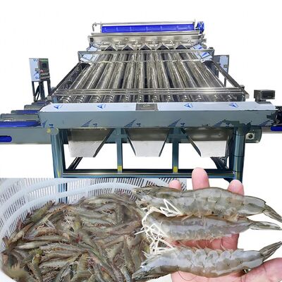 Bon prix Machine de tri et de tri automatique multi-fonctionnelle pour le poisson et la crevette en ligne