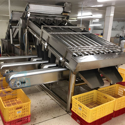 Bon prix Machine de tri de taille de l'usine de transformation du poisson et des crevettes en ligne