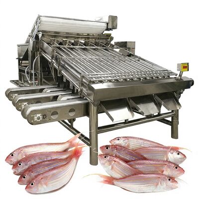 Bon prix Machine de tri de poisson efficace, Machine de calibrage et de spécification du poisson, trieuse de poisson 1000kg-1200kg pour la transformation du poisson en ligne
